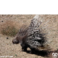 گونه تشی Indian Crested Porcupine